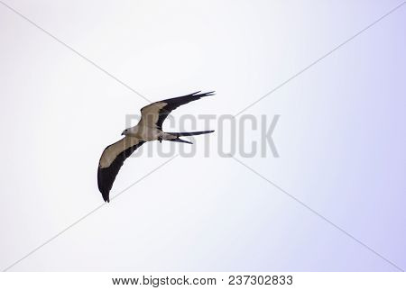 Swallowtail Kite Elanoides Forficatus Flies