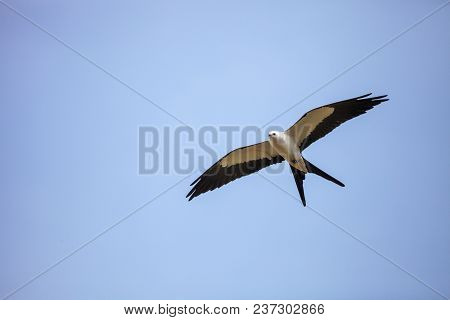 Swallowtail Kite Elanoides Forficatus Flies