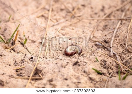 Yellow Banded Millipede Anadenobolus Monilicornis