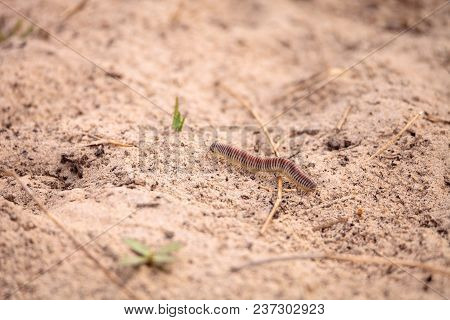 Yellow Banded Millipede Anadenobolus Monilicornis