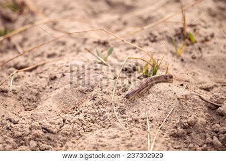 Yellow Banded Millipede Anadenobolus Monilicornis