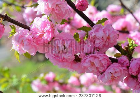 Sweet Pink Flowers Blooming Louiseania Triloba, Prunus Triloba, Amygdalus Triloba In The Spring Gard