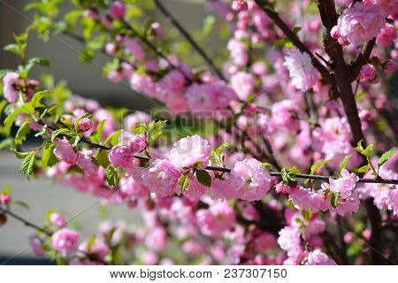 Sweet Pink Flowers Blooming Louiseania Triloba, Prunus Triloba, Amygdalus Triloba In The Spring Gard