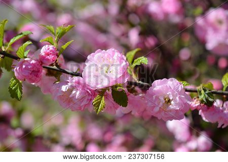 Sweet Pink Flowers Blooming Louiseania Triloba, Prunus Triloba, Amygdalus Triloba In The Spring Gard