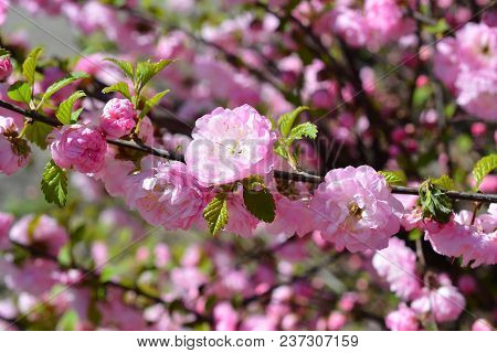 Sweet Pink Flowers Blooming Louiseania Triloba, Prunus Triloba, Amygdalus Triloba In The Spring Gard