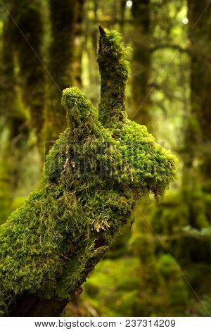 Piece of wood full of moss shaped as a deer or unicorn in the rain forest near lake Gunn in Milford Sound New Zealand