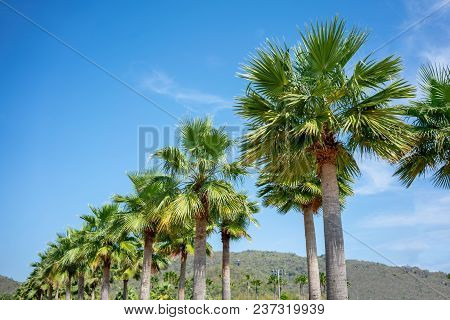 Row Of Palm Trees Along The Road With Blue Sky