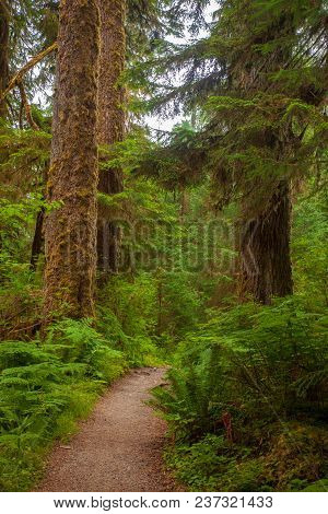 A Hiking Trail In An Old Groth Forest In Washington State, Usa