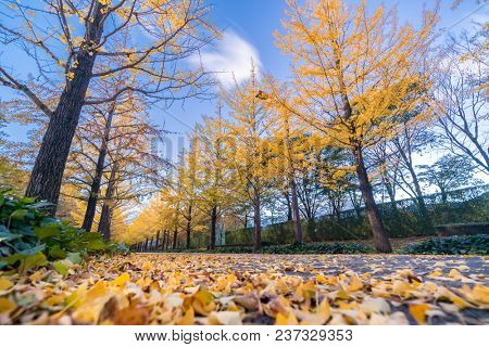 Ginkgo Road at Bandai Azuma Sport park Fukushima Japan
