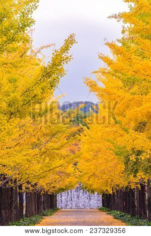 Ginkgo Road at Bandai Azuma Sport park Fukushima Japan