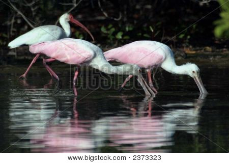 Ibis et spatules rosées