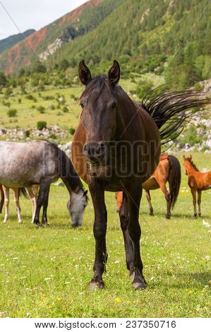 Horse On The Green Meadow With Horses On Background