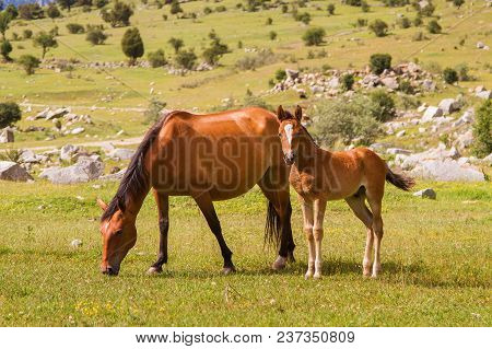 Two Horses Resting On The Green Meadow Mother And Baby Horse