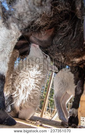 A Little Lamb Suckling From His Mother Ewe