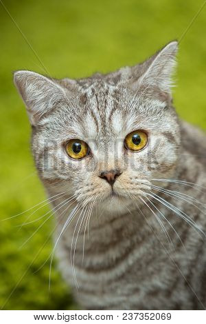 Cute Grey Britain Breed Cat In The Appartment Green Background