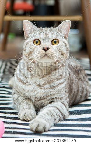 Cute Grey Britain Breed Cat In The Appartment