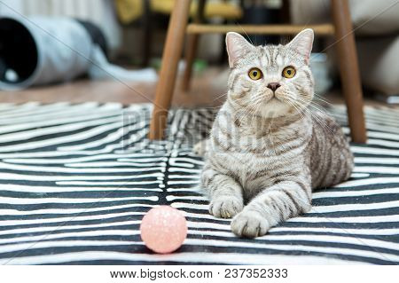 Cute Grey Britain Breed Cat Lying In The Appartment With Ball
