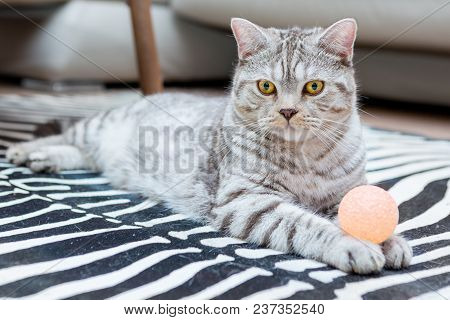 Cute Grey Britain Breed Cat Lying In The Appartment With Ball