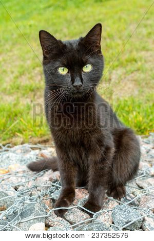 Wild Black Cat On Green Background Looking At Camera
