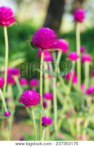 Close Up Pink Gomphrena Globosa Flower In Nature Garden