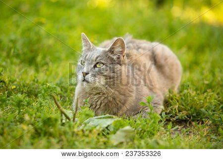 Wild Grey Cat On Green Background Liying And Resting