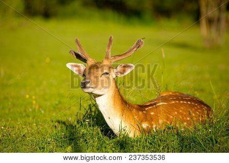 Adult Rain Deer Female In The Meadow Lying