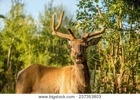 Adult Rain Deer In The Forest Eating Green Leaves