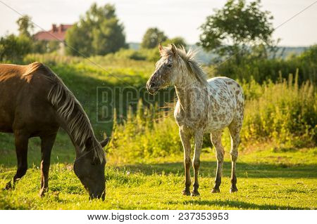 Two Horses White And Brown Resting On The Green Meadow