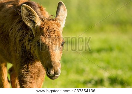 Cute Small Elk Portrait In Wildlife Copy Space