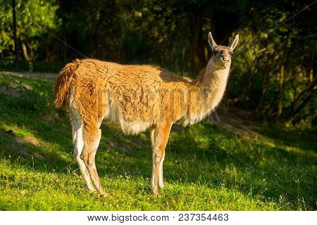 Adorable Lama In The Park Looking At Camera
