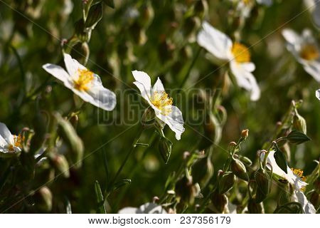 The Small Bush Of A Helianthemum Is Decorated By Bright White Florets With Yellow Stamens.