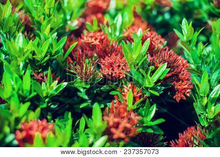 Ixora Is A Genus Of Flowering Plants In The Rubiaceae Family. Ixora Flowers In The Garden At The Par