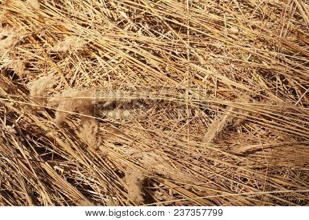Hay Texture. Dry Grass. The Abstract  Background.