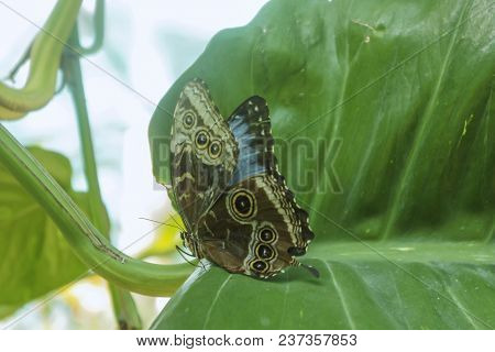 Brown Butterfly With Black And White Spots On Background Of Leaves, Illioneus Giant-owl Caligo Illio