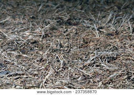 Hay Texture. Dry Grass. The Abstract  Background.