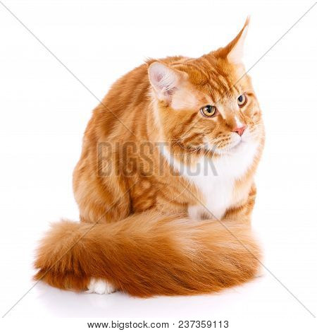 Mainecoon Thoroughbred Cat On A White Background. Purebred Cat. Well-groomed Kitten. Pet, Comfort An