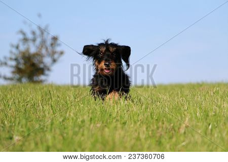 Wire Haired Dachshound Is Running In The Garden