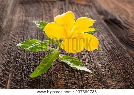 Damiana, Turnera Diffusa Flower On Brown Wooden Table. Medicinical Herbs.
