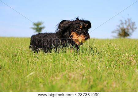 Wire Haired Dachshound Is Running In The Garden