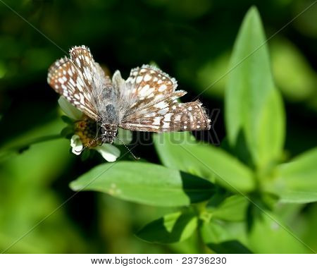 Tropikalny kratkę Skipper motyl