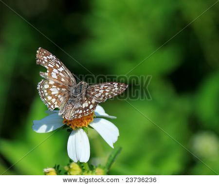 Tropikalny kratkę Skipper motyl