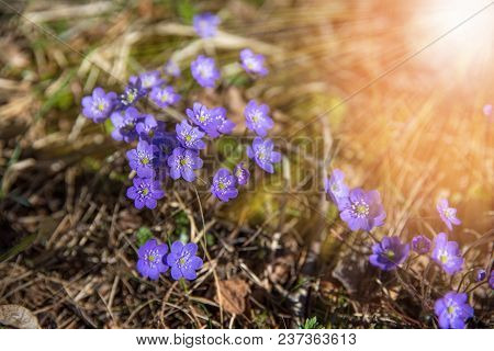 Common Hepatica, Hepatica Nobilis In Garden, First Spring Blue Flowers In The Sunlight, Macro Shot W