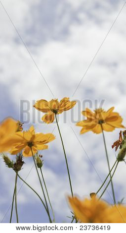 Gelbe Blume
