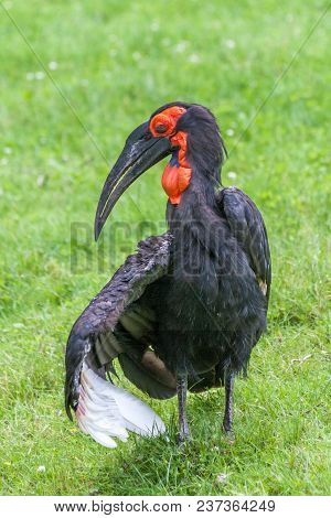 The Southern Ground Hornbill Bird, Latin Name Bucorvus Leadbeateri.