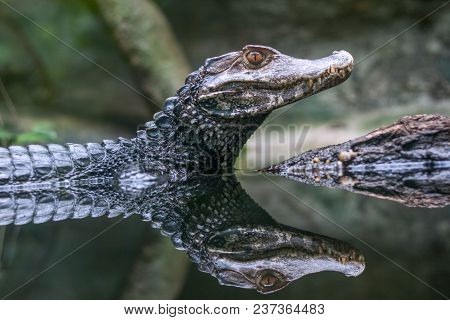 Reflection Of The Spectacled Caiman - Caiman Crocodilus In Water.