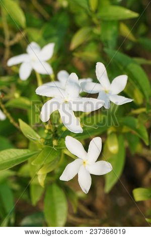 Close Up Beautiful Gardenia Jasminoides Flower In Nature Garden