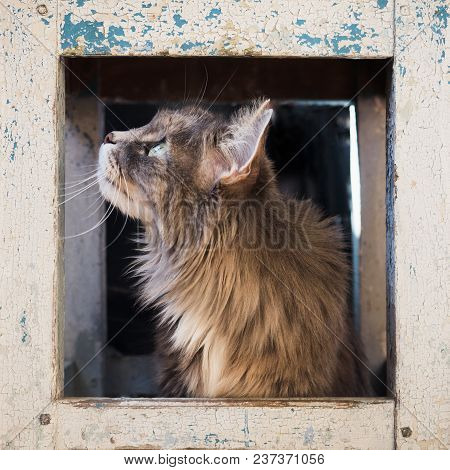 Lovely, Fluffy, Gray Kitten, Sitting Under A Shabby, Rustic Chair And Piteously Looking In The Direc