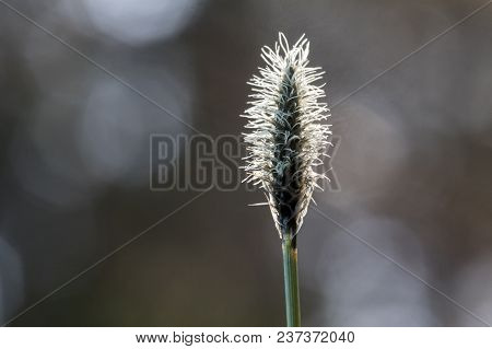 Blooming Cottongrass, Eriophorum Vaginatum. One Plant With Bokeh Forest Background. Backlit.