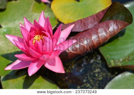 Water Lily