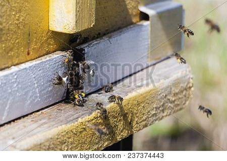 Bees Fly In The Hive. Bees Collect Pollen And Carry It To The Hive.